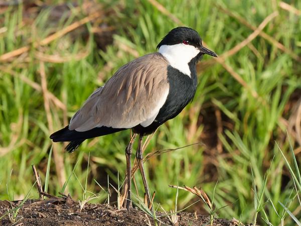 <h3><a href="/trips/gambia/biota/animalia/chordata/aves/024 charadriiformes/009 charadriidae/vanellus spinosus/vanellus spinosus-nl.html">Vanellus&nbsp;spinosus</a> / Spur‑winged&nbsp;lapwing / Sporenkievit</h3>OM-1 Mark II met OLYMPUS M.150-400mm F4.5, 1/2500 sec  bij F8.0, ISO 5000, afstand 23.0&nbsp;m